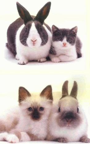 son mignon