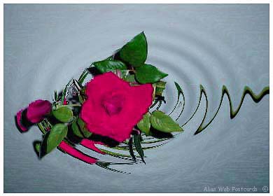 je te donne cette rose